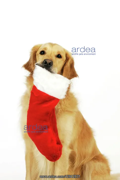 : DOG.Golden retriever holding christmas stocking in mouth : DOG.Golden retriever holding christmas stocking in mouth