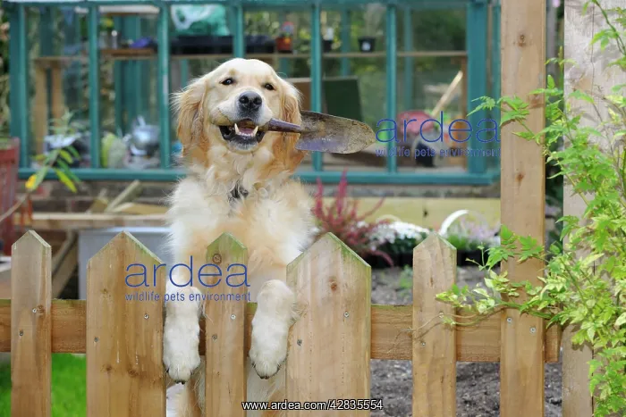  : DOG.Golden retriever holding trowel in garden