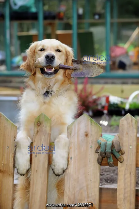  : DOG.Golden retriever holding trowel in garden