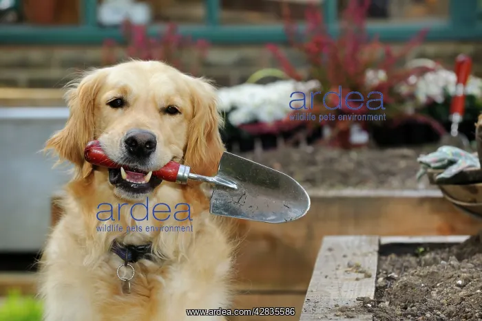  : DOG.Golden retriever holding trowel in garden