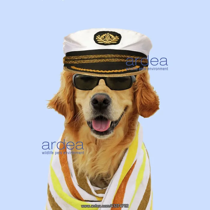 : DOG.Golden retriever wearing sunglasses wrapped in a towel w : DOG.Golden retriever wearing sunglasses wrapped in a towel w