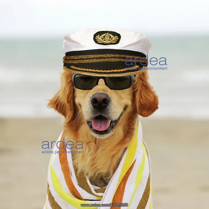 : DOG.Golden retriever wearing sunglasses wrapped in a towel w : DOG.Golden retriever wearing sunglasses wrapped in a towel w