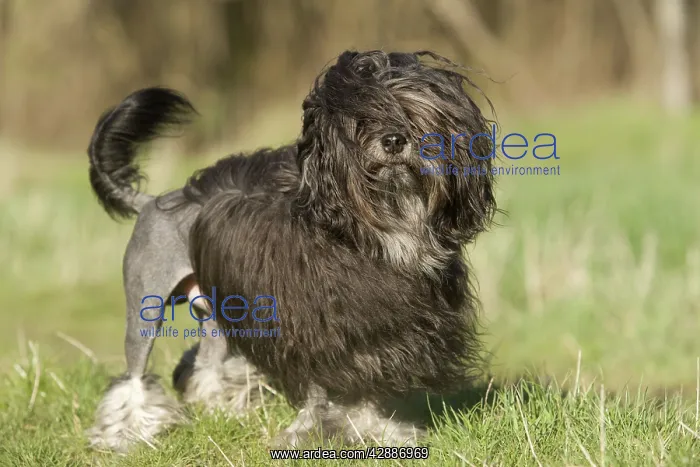 : Dogl - Lowchen  /  Little Lion Dog
