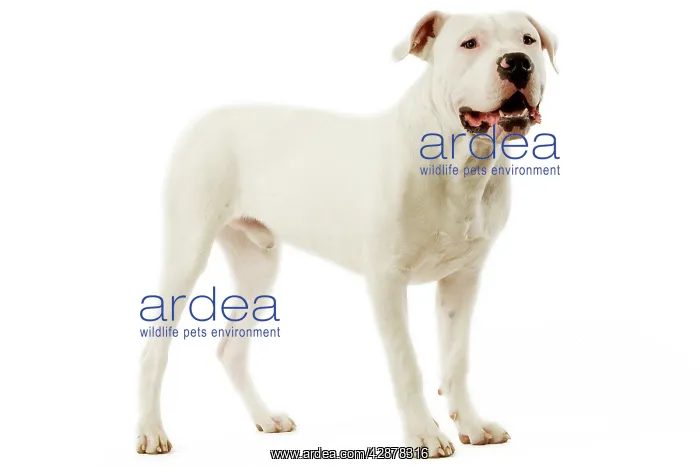 : Dogo Argentino / Argentinian Mastiff : Dogo Argentino / Argentinian Mastiff