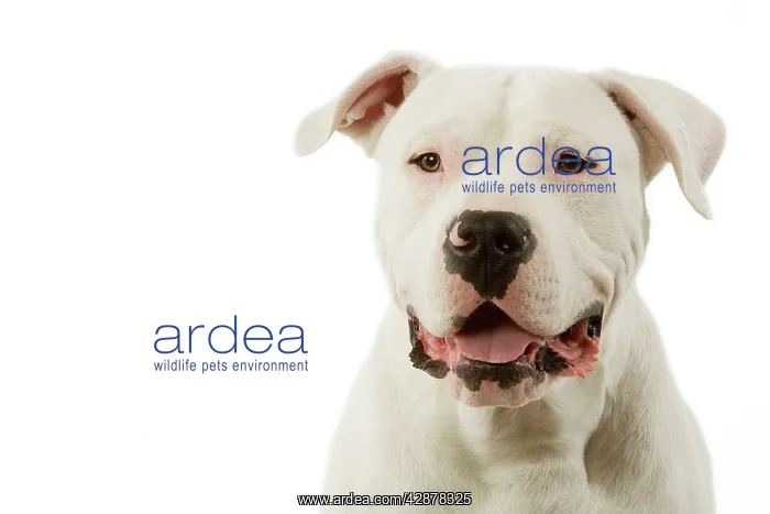 : Dogo Argentino / Argentinian Mastiff - face : Dogo Argentino / Argentinian Mastiff - face
