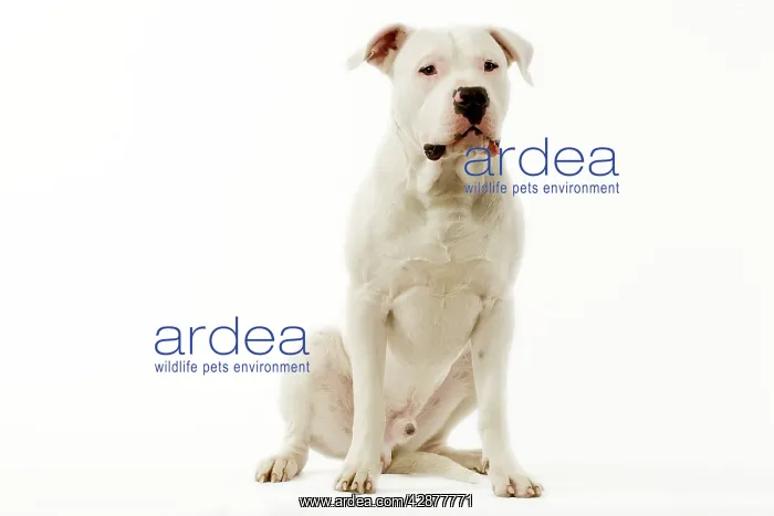 : Dogo Argentino / Argentinian Mastiff - sitting : Dogo Argentino / Argentinian Mastiff - sitting