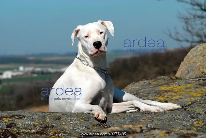 : Dogo Argentino lying on a rock : Dogo Argentino lying on a rock
