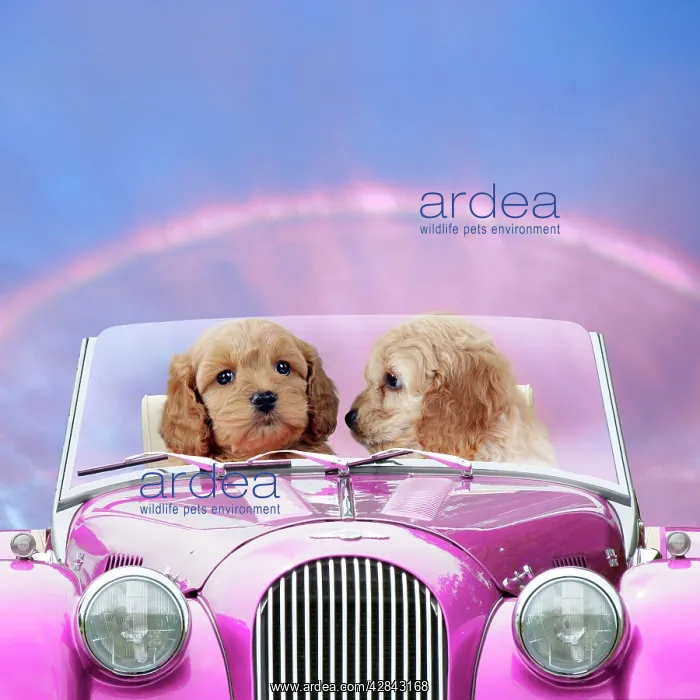 : Dogs - 7 week old Cockerpoo puppies driving car : Dogs - 7 week old Cockerpoo puppies driving car