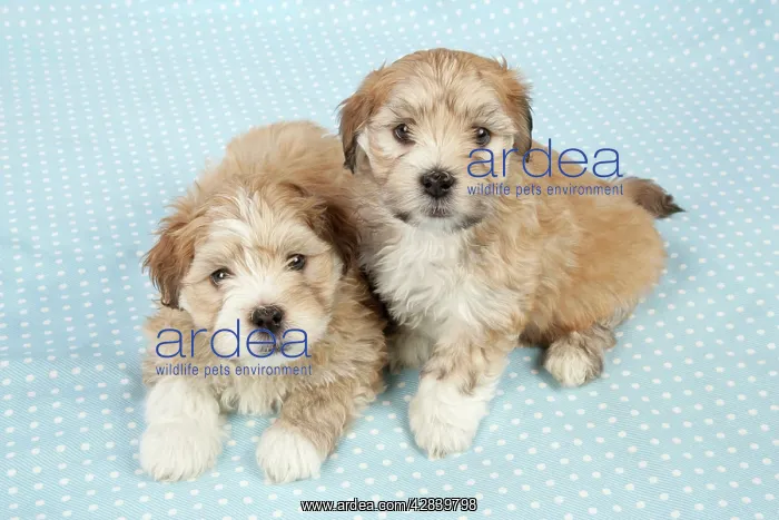: Dogs - 7 weeks old Lhasa Apso cross Shih Tzu puppies : Dogs - 7 weeks old Lhasa Apso cross Shih Tzu puppies
