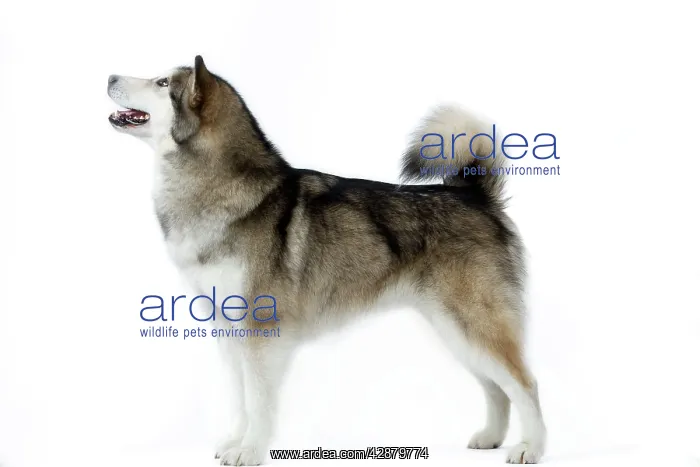  : Dogs - Alaskan Malamute