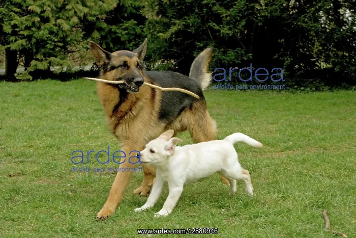 : Dogs - Alsatian and Yellow Labrador puppy playing together : Dogs - Alsatian and Yellow Labrador puppy playing together