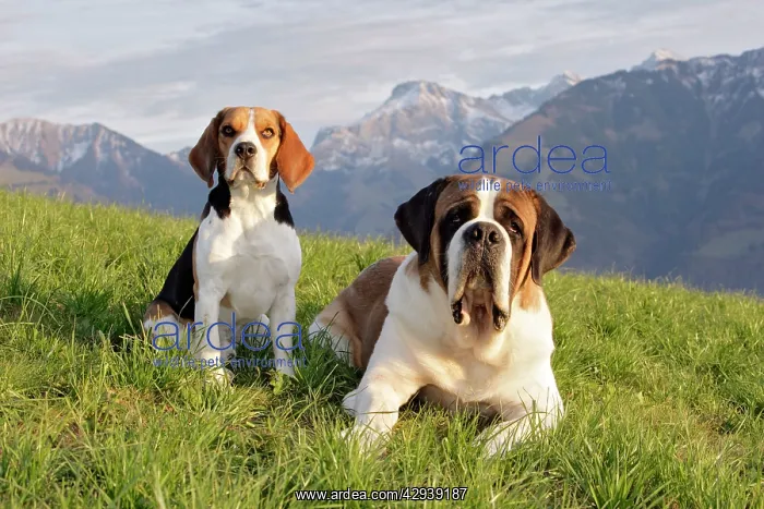 : Dogs - Beagle and Saint Bernard Dog sitting together : Dogs - Beagle and Saint Bernard Dog sitting together