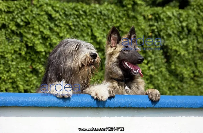  : Dogs - Bearded Collie and Tervuren look over the