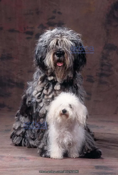 : DOGS - Bergamasco with Bolognese : DOGS - Bergamasco with Bolognese