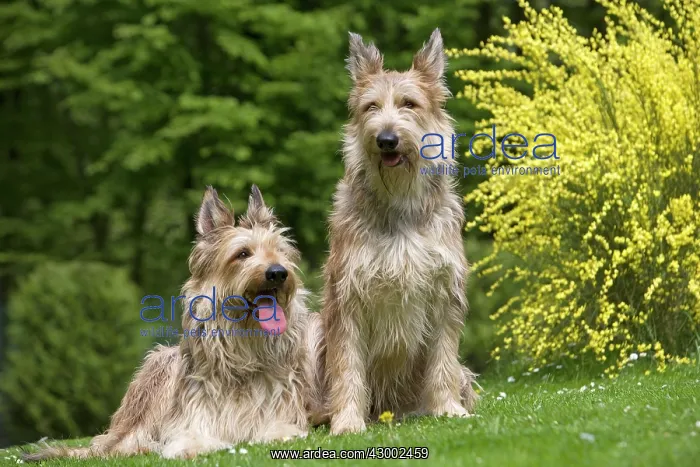 : Dogs - Berger Picard : Dogs - Berger Picard