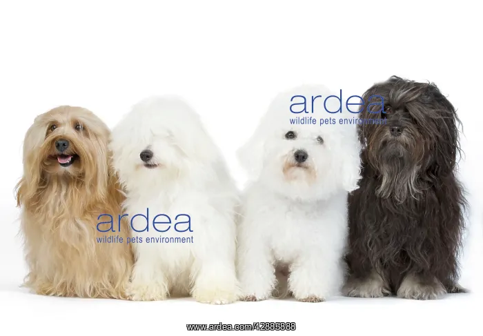 : Dogs - Bichon Havanais / Havanese, Bichon Frise : Dogs - Bichon Havanais / Havanese, Bichon Frise