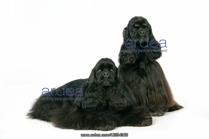 : DOGS. Black and black and tan American cocker spaniels : DOGS. Black and black and tan American cocker spaniels