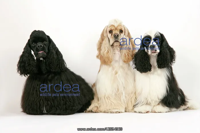 : DOGS. Black, silver buff and black and white American : DOGS. Black, silver buff and black and white American