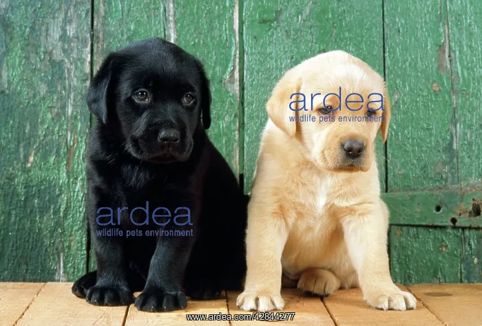 : DOGS - Black and yellow Labrador puppies by barn door : DOGS - Black and yellow Labrador puppies by barn door