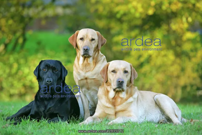 : Dogs - Black and Yellow Labrador Retrievers lying : Dogs - Black and Yellow Labrador Retrievers lying