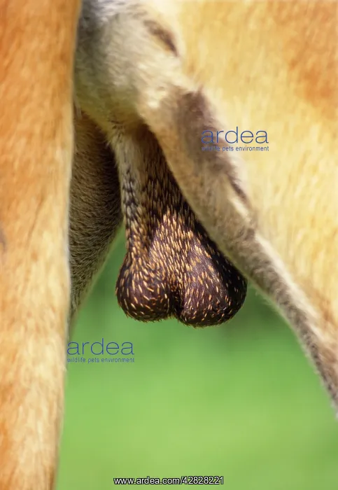 : DOG'S BOLLOCKS - Close up : DOG'S BOLLOCKS - Close up