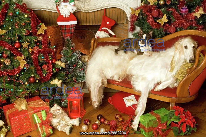  : Dogs - Borzoi  /  Russian Wolfhoud and Boston Terrier