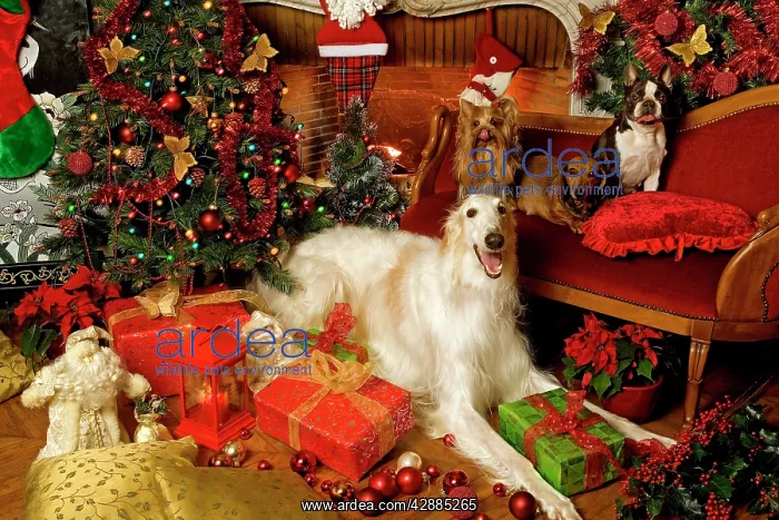 : Dogs - Borzoi / Russian Wolfhound, Boston Terrier : Dogs - Borzoi / Russian Wolfhound, Boston Terrier