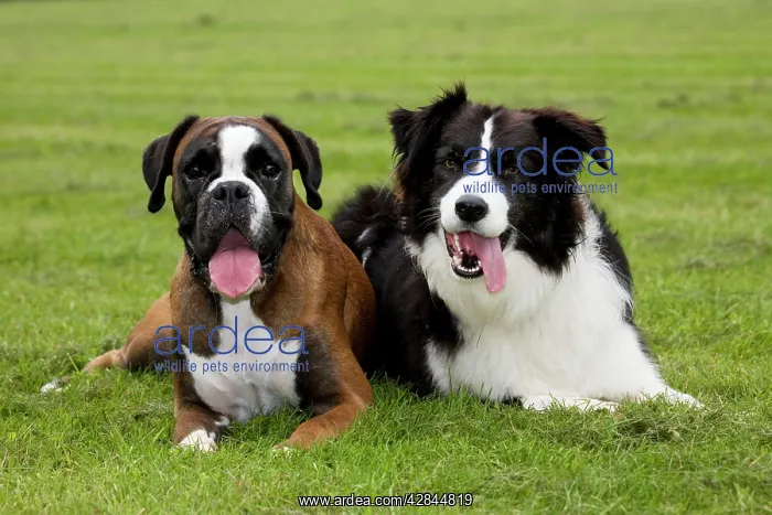  : Dogs - Boxer and Border Collie lying in grass