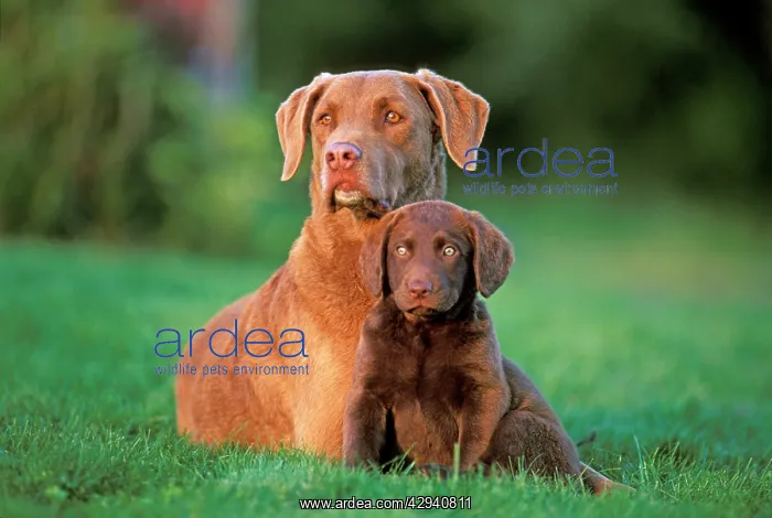 : Dogs - Chesapeake Bay Retriever with puppy few : Dogs - Chesapeake Bay Retriever with puppy few