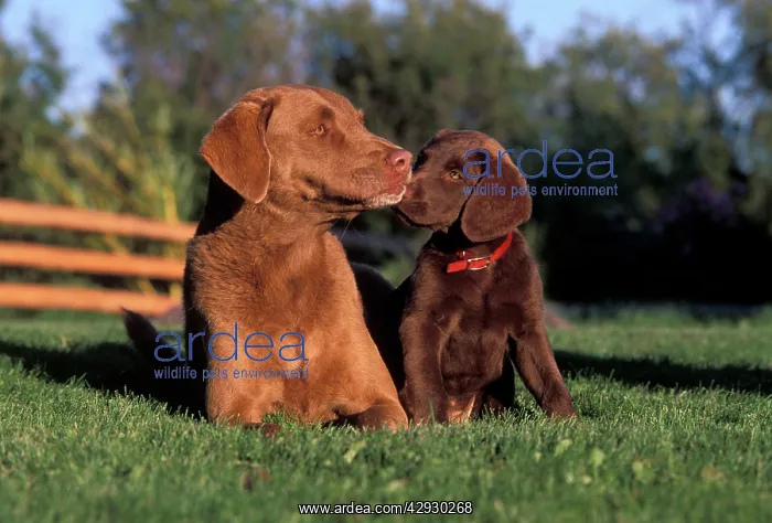 : Dogs - Chesapeake Bay Retriever and puppy together in garden : Dogs - Chesapeake Bay Retriever and puppy together in garden