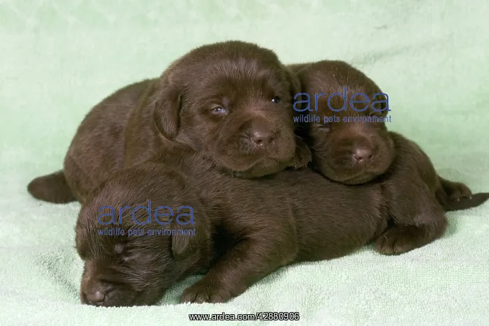 : Dogs - Chocolate Labrador - Puppies lying down togethe : Dogs - Chocolate Labrador - Puppies lying down togethe