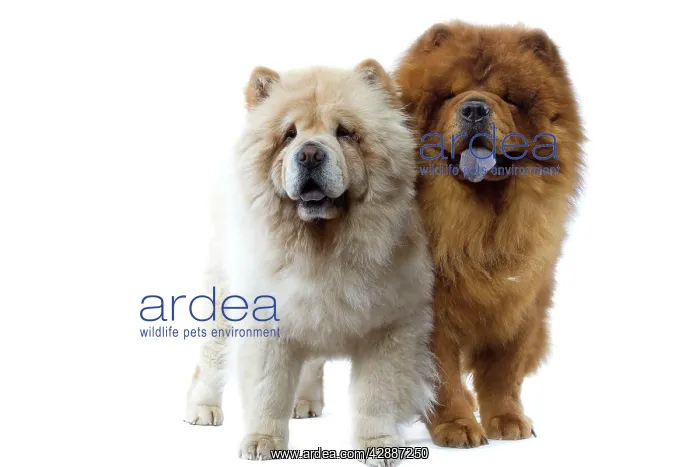  : Dogs - Chow Chow
