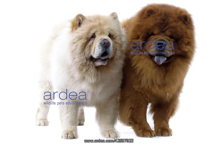 : Dogs - Chow Chow