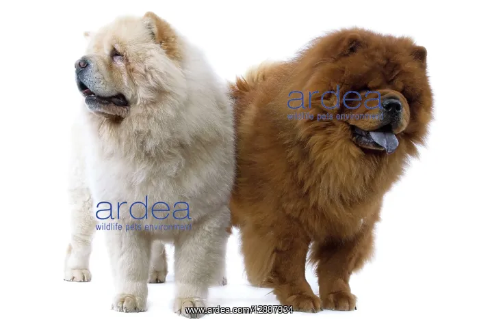  : Dogs - Chow Chow