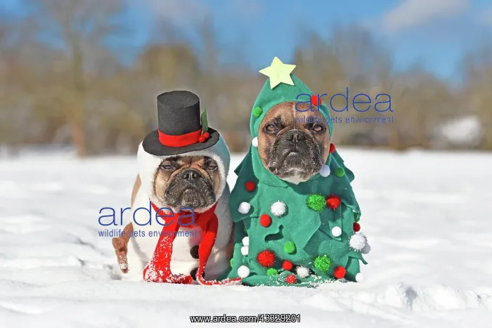 : Dogs in Christmas costumes. Two French Bulldogs : Dogs in Christmas costumes. Two French Bulldogs