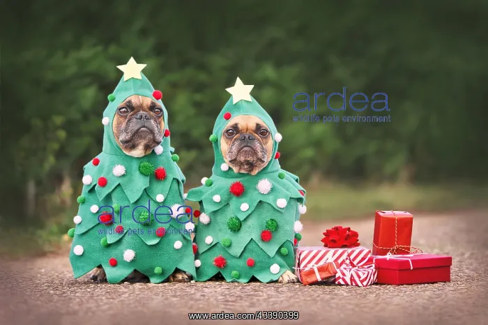 : Dogs in Christmas costumes. Two French Bulldogs : Dogs in Christmas costumes. Two French Bulldogs