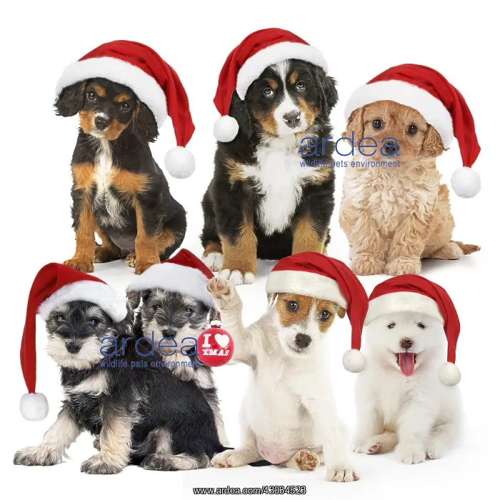 : Dogs in Christmas hats : Dogs in Christmas hats