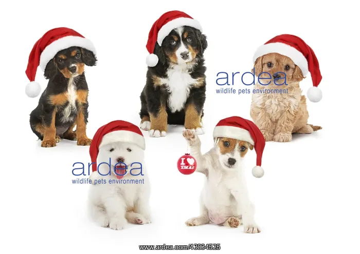 : Dogs in Christmas hats : Dogs in Christmas hats