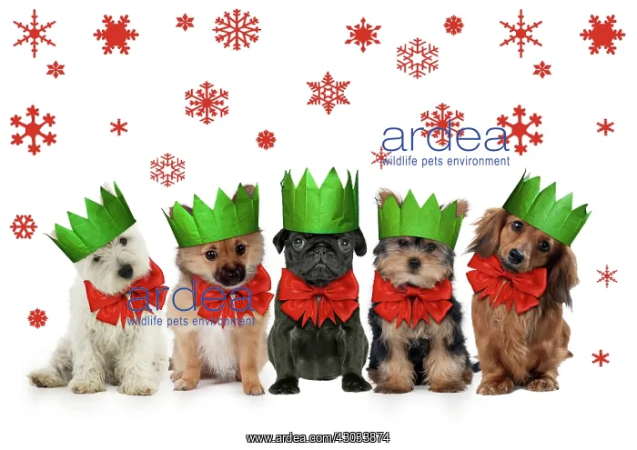 : Dogs in Christmas party hats and bows, West highland : Dogs in Christmas party hats and bows, West highland