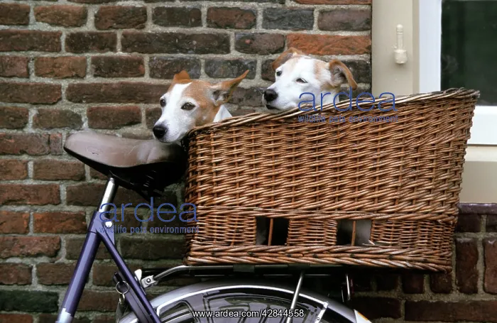 : Dogs - Couple of Jack Russell Dogs in basket on bike : Dogs - Couple of Jack Russell Dogs in basket on bike