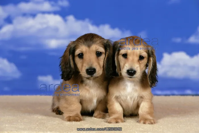 : Dogs - Cream Longhaired Dachshund puppies : Dogs - Cream Longhaired Dachshund puppies