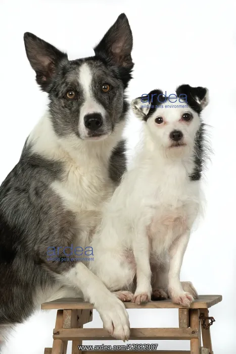 : DOGS. cross breed Collie with its head on a Jack : DOGS. cross breed Collie with its head on a Jack