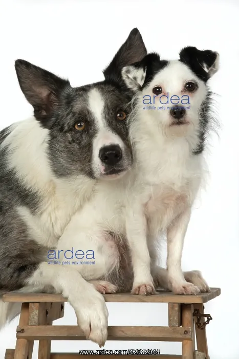 : DOGS. cross breed Collie with its head on a Jack : DOGS. cross breed Collie with its head on a Jack