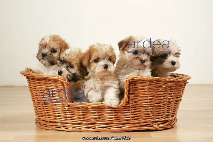  : Dogs - Five cross breed puppies in basket