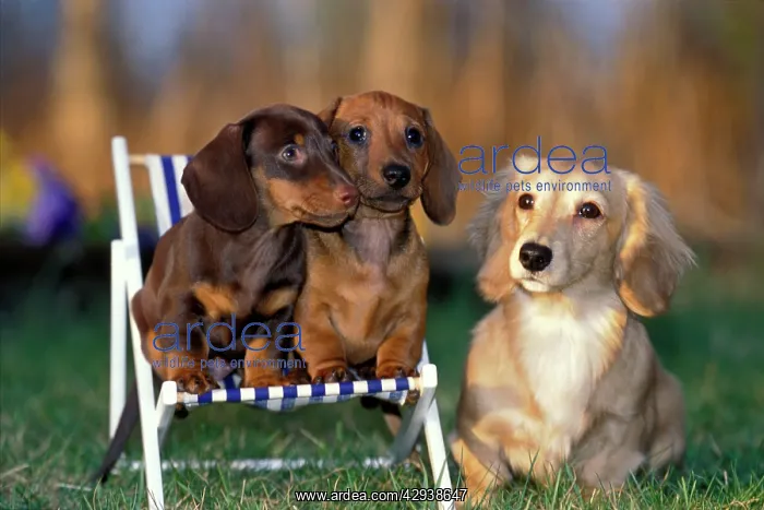 : Dogs - Dachshund cream long-haired and two smooth-haired : Dogs - Dachshund cream long-haired and two smooth-haired
