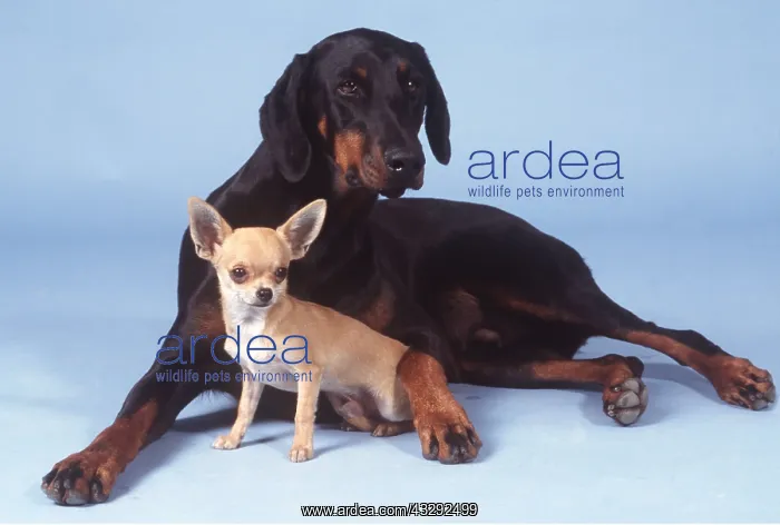 : DOGS - Dobermann / Doberman Pinscher and Chihuahua : DOGS - Dobermann / Doberman Pinscher and Chihuahua