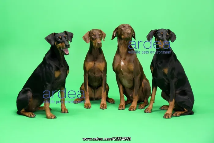 : Dogs - Four Dobermans sitting down : Dogs - Four Dobermans sitting down