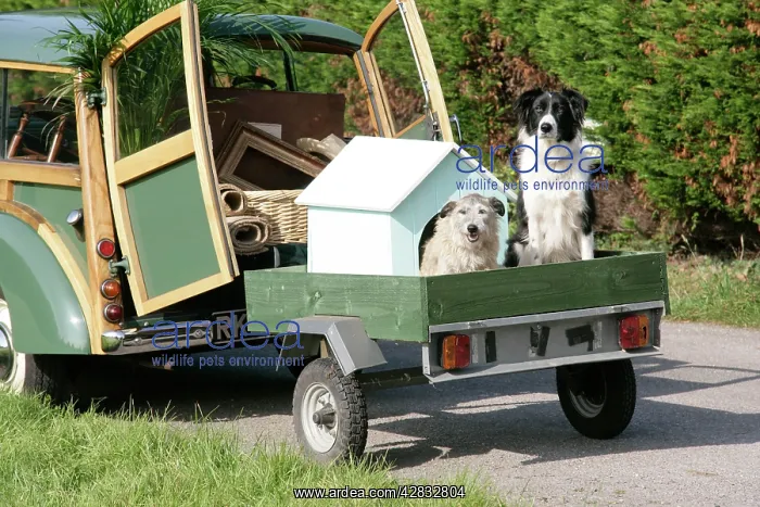 : Dogs - in dog house on trailer behind Morris Minor : Dogs - in dog house on trailer behind Morris Minor