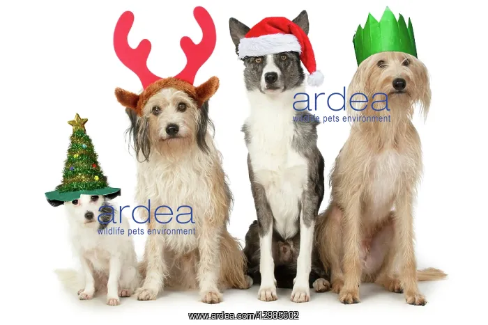 : DOGS. four dogs sitting together cross breeds : DOGS. four dogs sitting together cross breeds