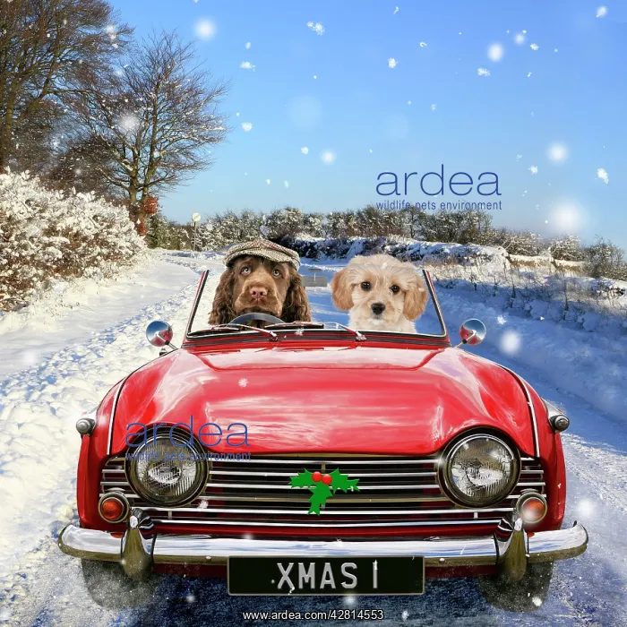 : Dogs driving car through Christmas winter scene Digital Manipulation : Dogs driving car through Christmas winter scene Digital Manipulation